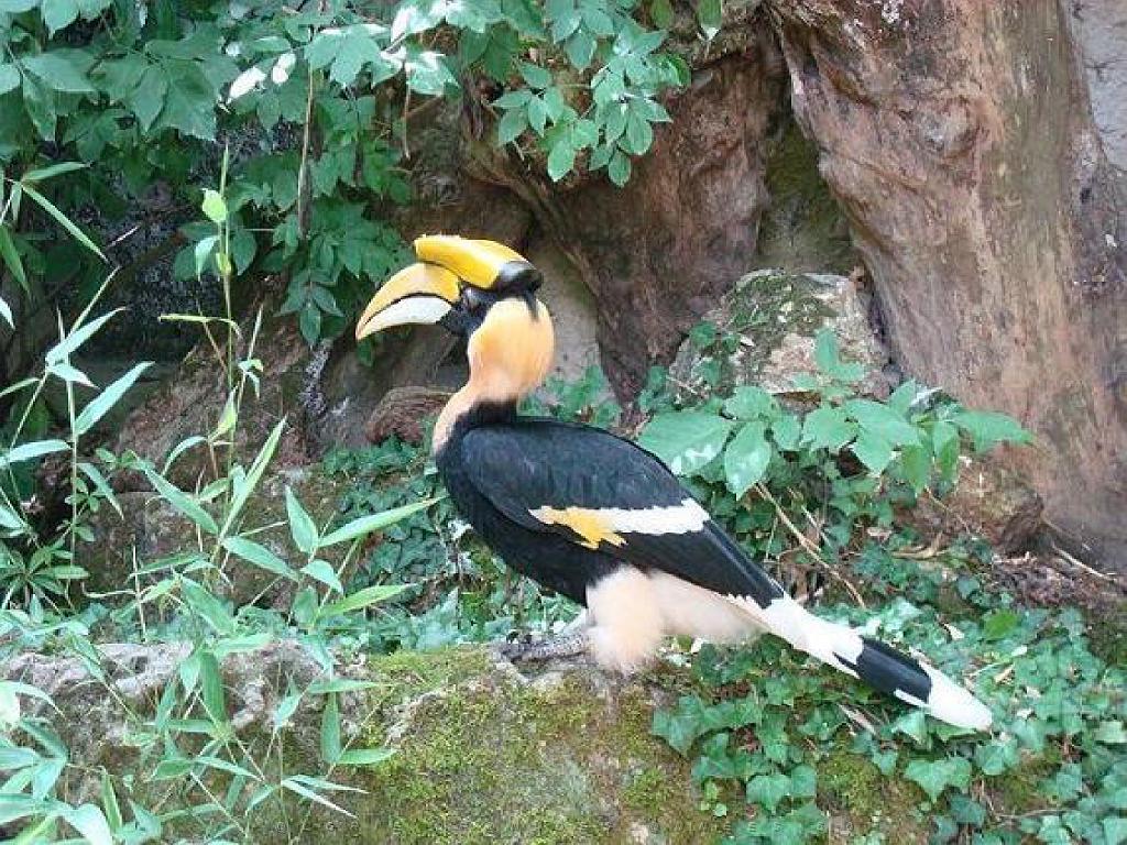 149 BIO PARC DE DOUE LA FONTAINE 5- 2016_000006.jpg